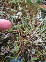 Kelleria dieffenbachii