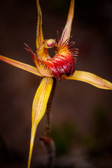 Caladenia pectinata