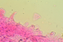 Hydropus praedecurrens