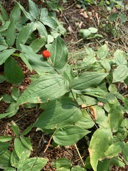 Prosartes trachycarpa
