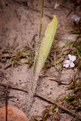Caladenia pectinata