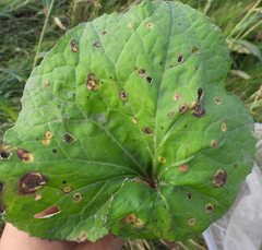 Puccinia