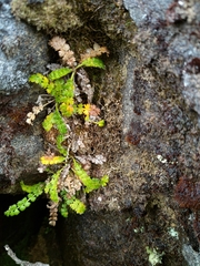 Anisotome aromatica
