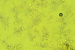 Hydropus praedecurrens