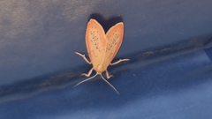 Miltochrista miniata