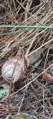 Helix lucorum