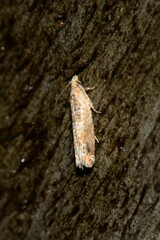 Crocidosema plebejana