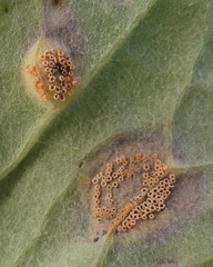 Puccinia
