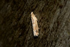 Crocidosema plebejana