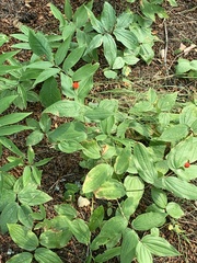 Prosartes trachycarpa