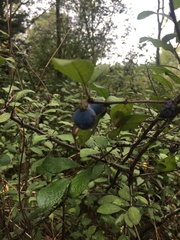 Prunus spinosa