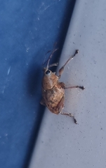 Curculio glandium