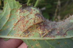 Coleosporium