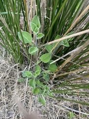 Salpichroa origanifolia