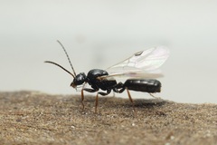 Dolichoderus quadripunctatus