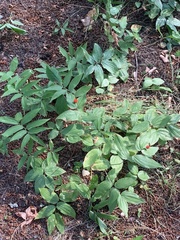 Prosartes trachycarpa