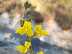 Goodenia stelligera
