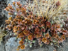 Gaultheria colensoi