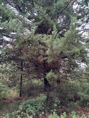 Cupressus