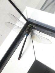 Anax guttatus