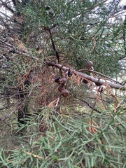 Cupressus