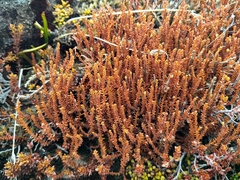 Lepidothamnus laxifolius