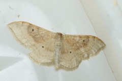 Idaea degeneraria