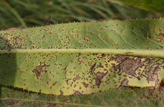Coleosporium