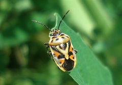 Eurydema ornata