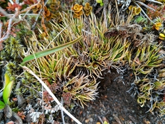 Oreobolus pectinatus