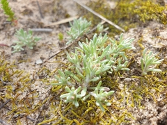 Helichrysum luteoalbum