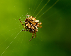 Acanthepeira