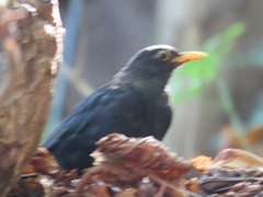 Turdus merula