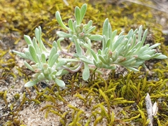 Helichrysum luteoalbum