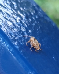 Curculio glandium