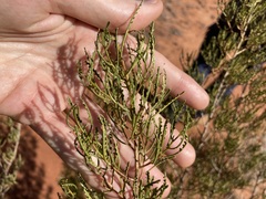 Dodonaea lobulata