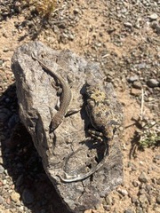 Phrynocephalus versicolor