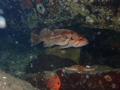 Sebastes auriculatus