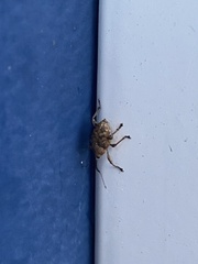 Curculio glandium