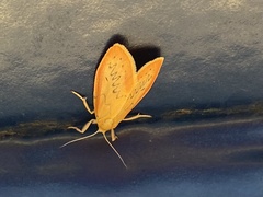 Miltochrista miniata