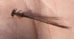 Sympecma paedisca