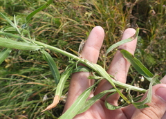 Erigeron acris podolicus