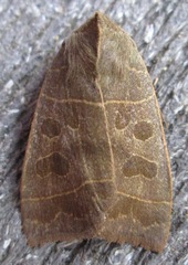 Ipimorpha pleonectusa