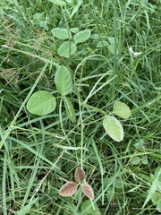 Desmodium scorpiurus