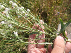 Erigeron acris podolicus