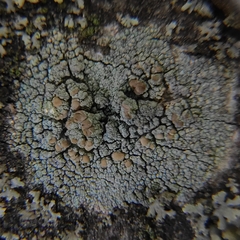 Lecanora symmicta