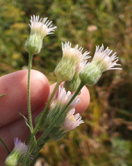 Erigeron acris podolicus