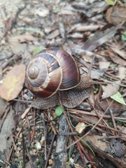 Helix lucorum