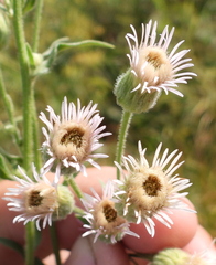 Erigeron acris podolicus