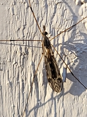 Tipula paludosa